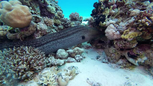 Giant moray eel hides in coral reef in a crevice, Red Sea Egypt