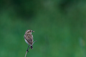 Braunkehlchen Weibchen	