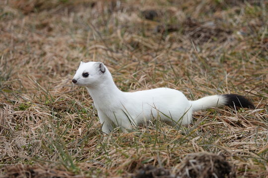 Hermine - Mustela erminea