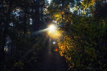 sun rays in autumn misty forest