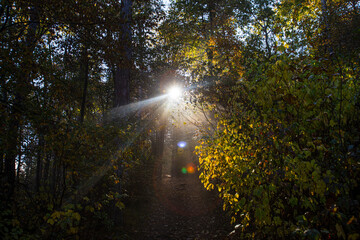 sun rays in misty autumn forest 