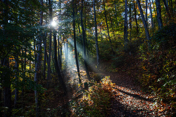 Fototapeta premium sun rays in autumn misty forest