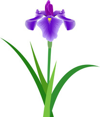 イラスト素材: 菖蒲の花　こどもの日　端午の節句　(透過背景)