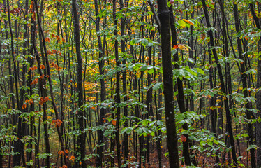 Fototapeta premium green forest in the mist