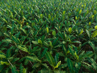 Aerial view of banana trees growing at field