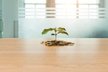 Green plant growth from coins on table
