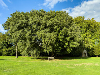 Trees in the Sunny Park with Bench
