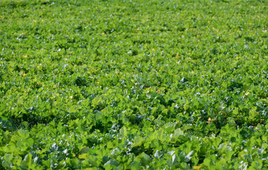 Fototapeta na wymiar Close-up on many green ripe beet leaves in a field in blurred background just before harvest in autumn, selective focus
