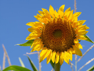 Close-up of a blooming sunflower in bright sunlight against a blue sky view from below