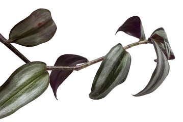 Ornamental leaves isolated on transparent background.