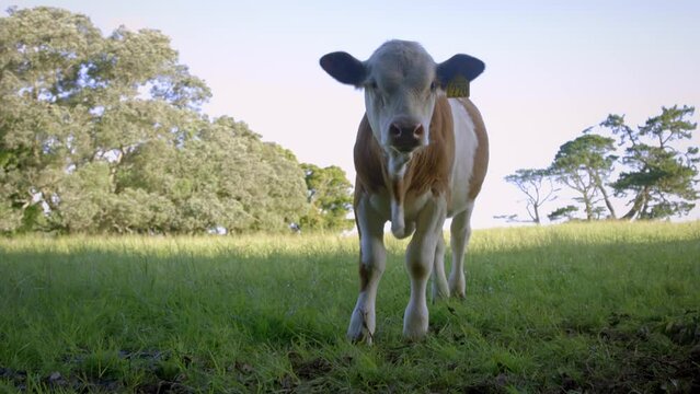 Close up shot of a bobby calve