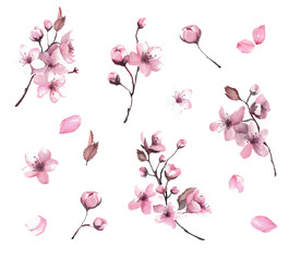 Cherry blossom, pink sakura, watercolor flowers. Png illustration with transparent background.