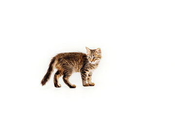 Cute tabby kitten isolated on white. Kitten studioshot. Cat isolated on white background.