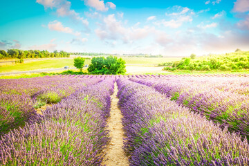 Fototapeta na wymiar Landscape with rows of Lavender flowers, Provence, France