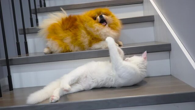 Pomeranian Spitz dog with white cat play on the stairs. Playful pets at home.