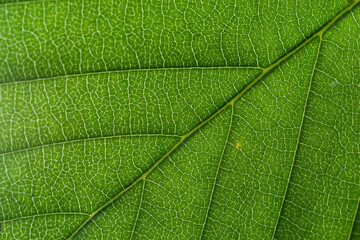 Abstract green leaves texture for background. Natural environment, ecological concept