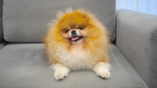 Pomeranian fluffy puppy looks like a small bear on a grey sofa. Cute spitz.