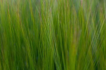 Green field of wheat texture wheat ear. natural background image