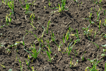 Young sprouts of sprouted wheat on the open ground. Agricultural a field