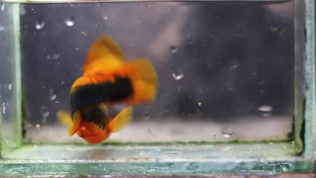 Platy ornamental fish, Xiphophorus variatus, with black and yellow pattern in a glass pond. freshwater ornamental fish.