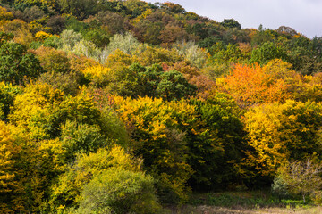 top view autumn forest texture colorful leaves. Leafy autumn forest on the hills