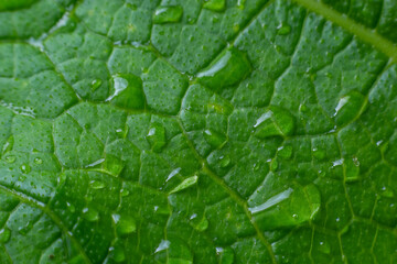 Large beautiful drops of transparent rain water on a green leaf macro. Drops of dew in the morning glow in the sun. Beautiful leaf texture in nature. Natural background