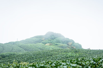 Beautiful green tea crop garden rows scene, design concept for the fresh tea product.