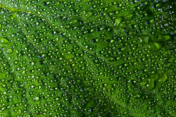 Large beautiful drops of transparent rain water on a green leaf macro. Drops of dew in the morning glow in the sun. Beautiful leaf texture in nature. Natural background