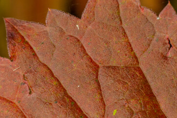 Macro photo of Autumn Foliage. Red Leaf texture close up. perfect for seasonal use