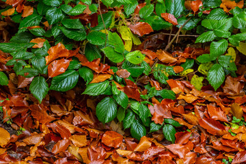 Colorful backround image of fallen autumn leaves perfect for seasonal use