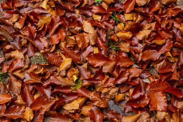 Colorful backround image of fallen autumn leaves perfect for seasonal use