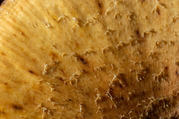 macro of little brown textured mushrooms, Close-up