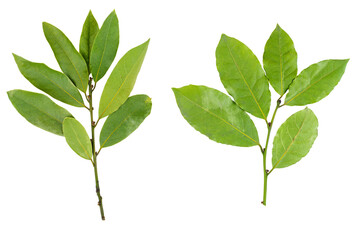 Couple of twigs bay laurel leaves isolated on white