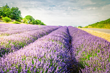 Fototapeta na wymiar Lavender flowers mountain field with summer blue sky, France