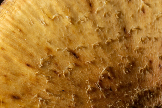 macro of little brown textured mushrooms, Close-up