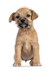 Cute light brown wire haired stray puppy dog, sitting up facing front. Looking towards camera. Isolated on a white background.