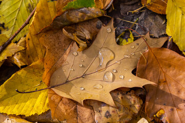 Dew drops on a yellow oak leaf. Concept of arrival of autumn, seasonal change of weather conditions