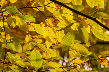 Close up tree foliage. Green and yellow leaves