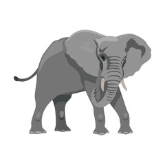 Obraz premium Zoo elephant cartoon illustration. Big African mammal character with large ears and trunk on white background. Animal