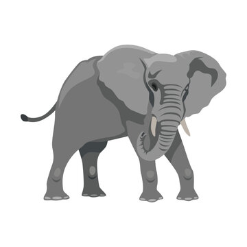 Zoo elephant cartoon illustration. Big African mammal character with large ears and trunk on white background. Animal