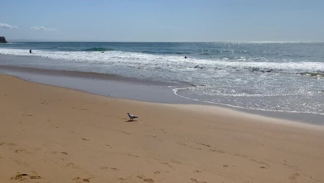 A bird walking on the white sandy beach with waves splashing on the background