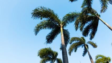 Fototapeta premium Palm trees under the blue sky