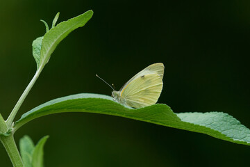 Kleiner Kohlweißling (Pieris rapae)	