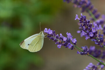 Kleiner Kohlweißling (Pieris rapae) an Lavendel	