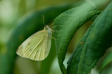 Kleiner Kohlweißling (Pieris rapae)	