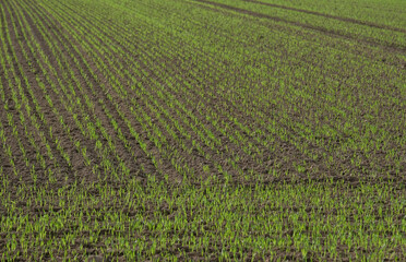 Konzept Landwirtschaft: Weiter Panorama Blick auf ein Feld mit vielen Reihen frisch gesetzter...