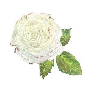 White rose with leaves composition. Watercolor illustration. Isolated on a white background.For design of sticker, dishes, greeting card, stationery, cosmetics, perfumes packaging, wedding invitation