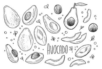Doodle avocado sketch set. Vector fresh food illustration. Organic avocado isolated on white © Saramix