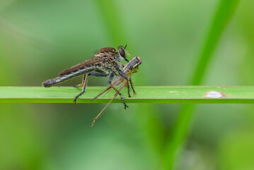 A brown robber fly from the family asilidae eats a grasshopper on green grass with bokeh background 