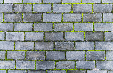 Moss growing on brick wall